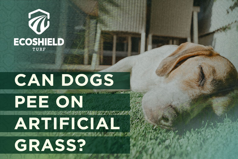 Can Dogs Pee on Artificial Grass? EcoShield Turf Artificial Turf