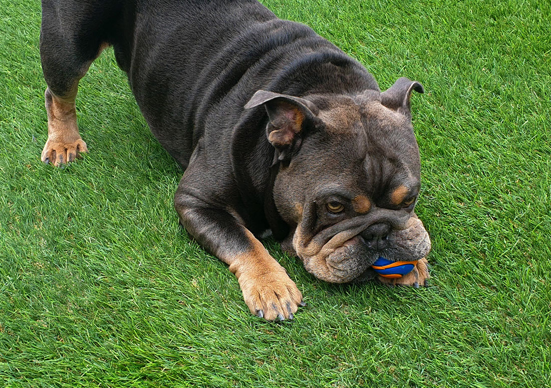 Bulldog on durable safe artificial turf