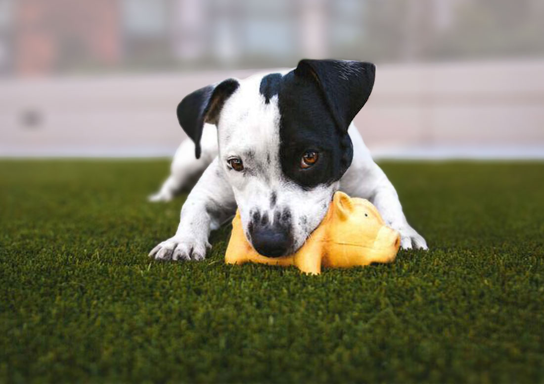 Dog Parks using Artificial Turf is Durable Resistant to wear and tear