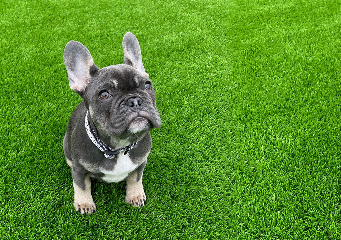 French Bull Dog on Eco-Friendly Fake Grass