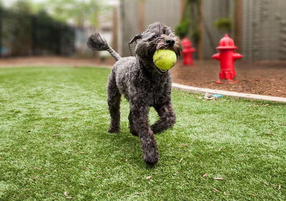 Creating Safe Dog Park With Installed Artificial Turf