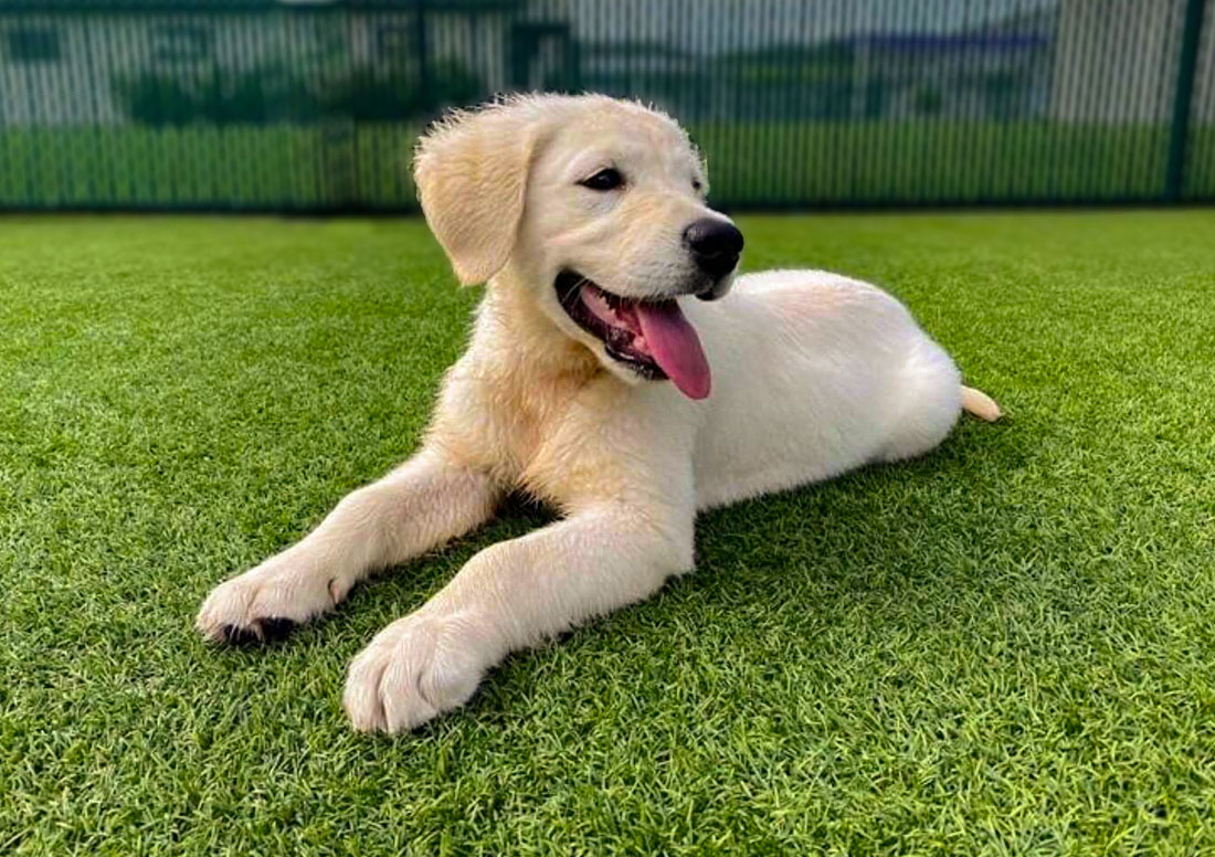 Dog laying on low maintenance artificial Turf 