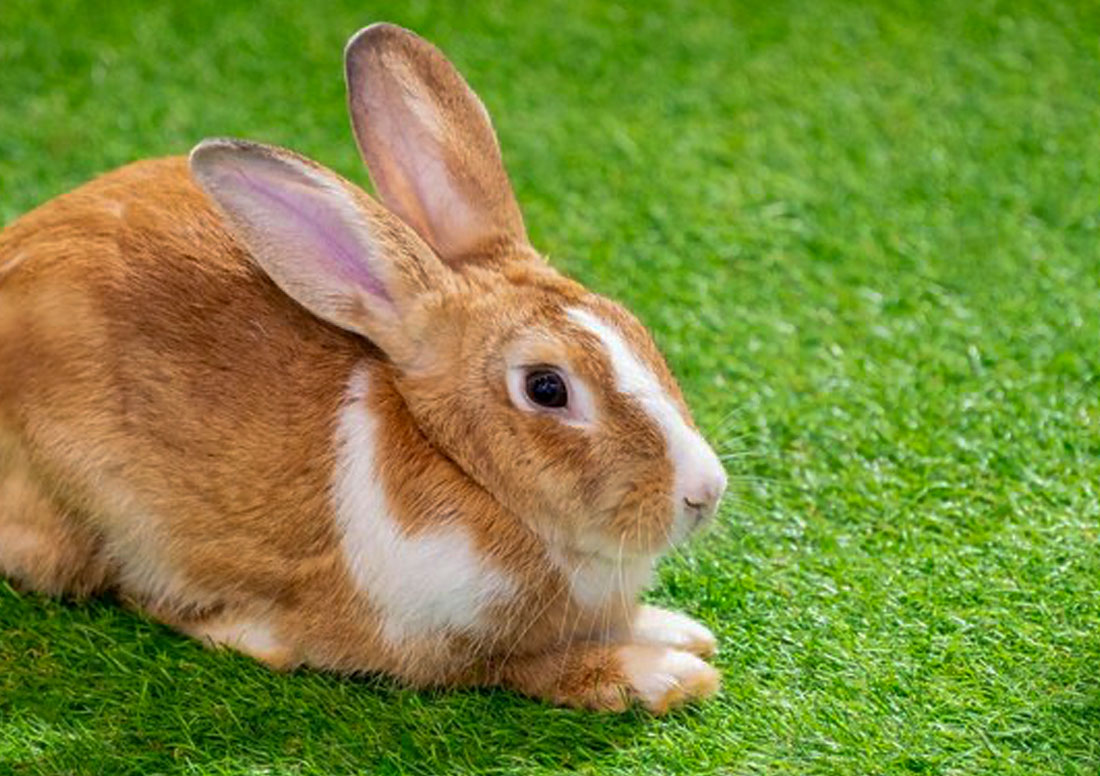 rabbit on artificial turf